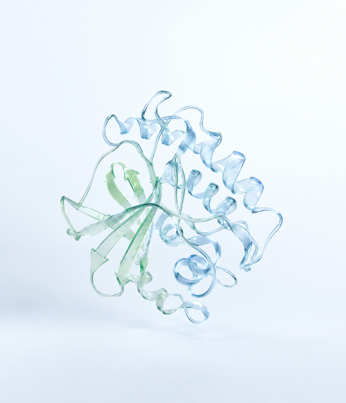 Protein ribbon